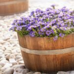 beautiful purple flowers in wooden barrels decorate