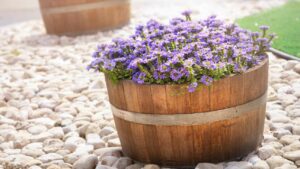 beautiful purple flowers in wooden barrels decorate